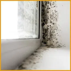 Hallandale Beach Restoration Company Hallandale Beach, FL 954-379-2883 Hallandale Beach Restoration Company Hallandale Beach, FL 954-379-2883 - side-mold